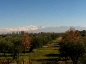 A wine vineyard in Mendoza, Argentina with mountains