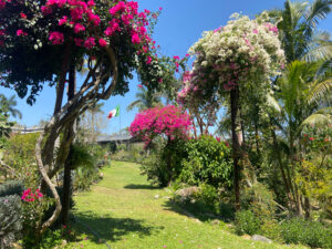 Puerto Vallarta botanical gardens with trees and flowers and Mexican flag in the background