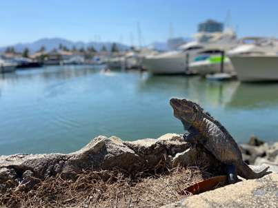 A large iguana looking out at boats in the Marina in Puerto Vallarta, Mexico