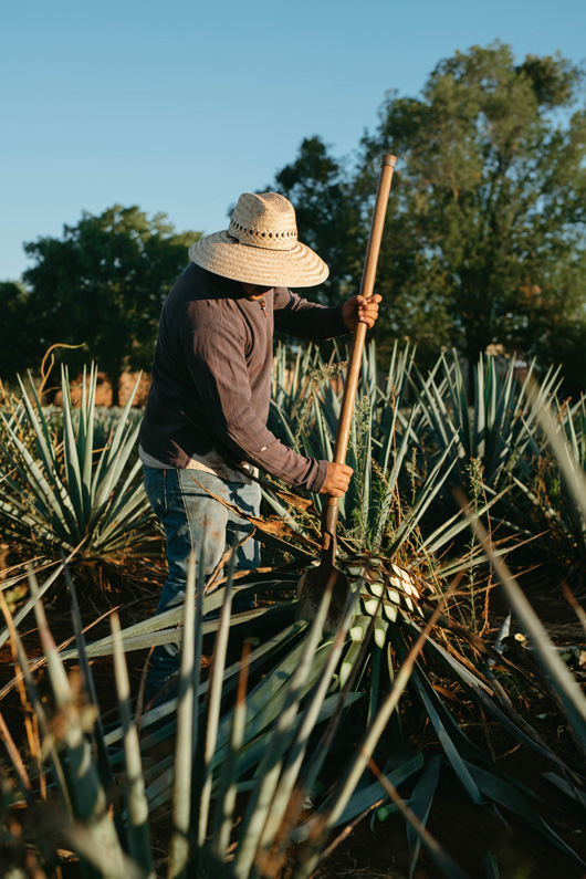 An agave farmer in the field making pulque