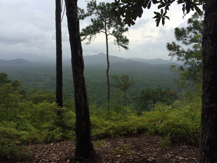 Dense jungle in Belize with fog