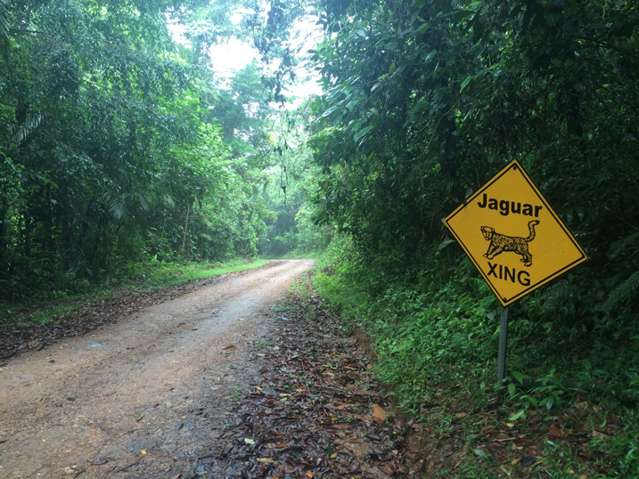 Belize jaguar reserve national park trail in the jungle