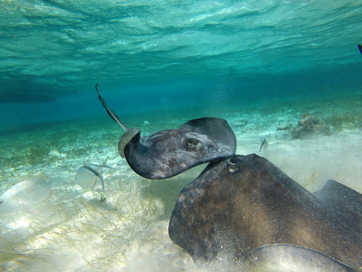 Rays spotted snorkeling in Belize